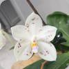Phal. Rainbow Falconer Circle